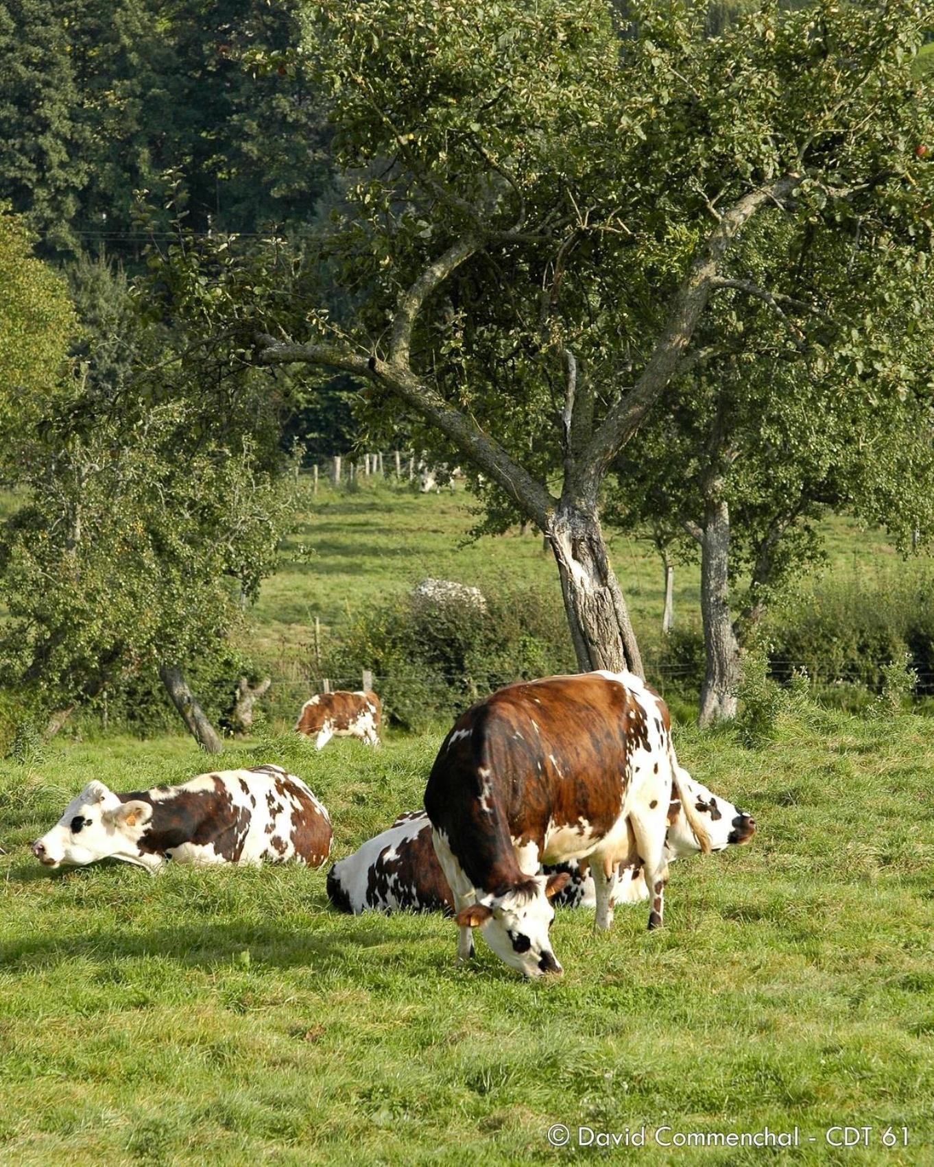 Le Normand Hébergement de vacances *
